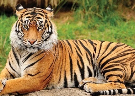 बाघको त्रासमा राप्ती सोनारीवासी